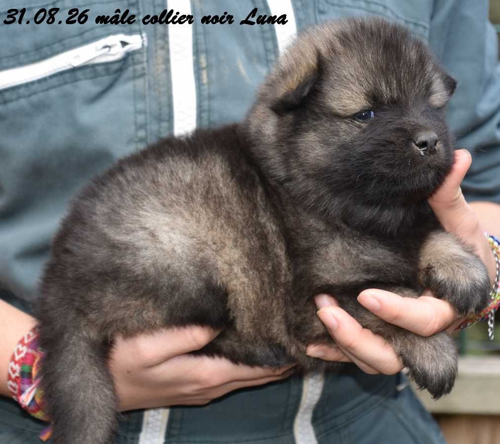 Des crinières de feu - Chiots disponibles - Eurasier