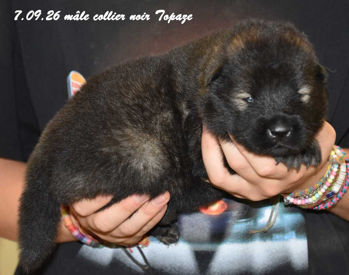 Des crinières de feu - Chiots disponibles - Eurasier