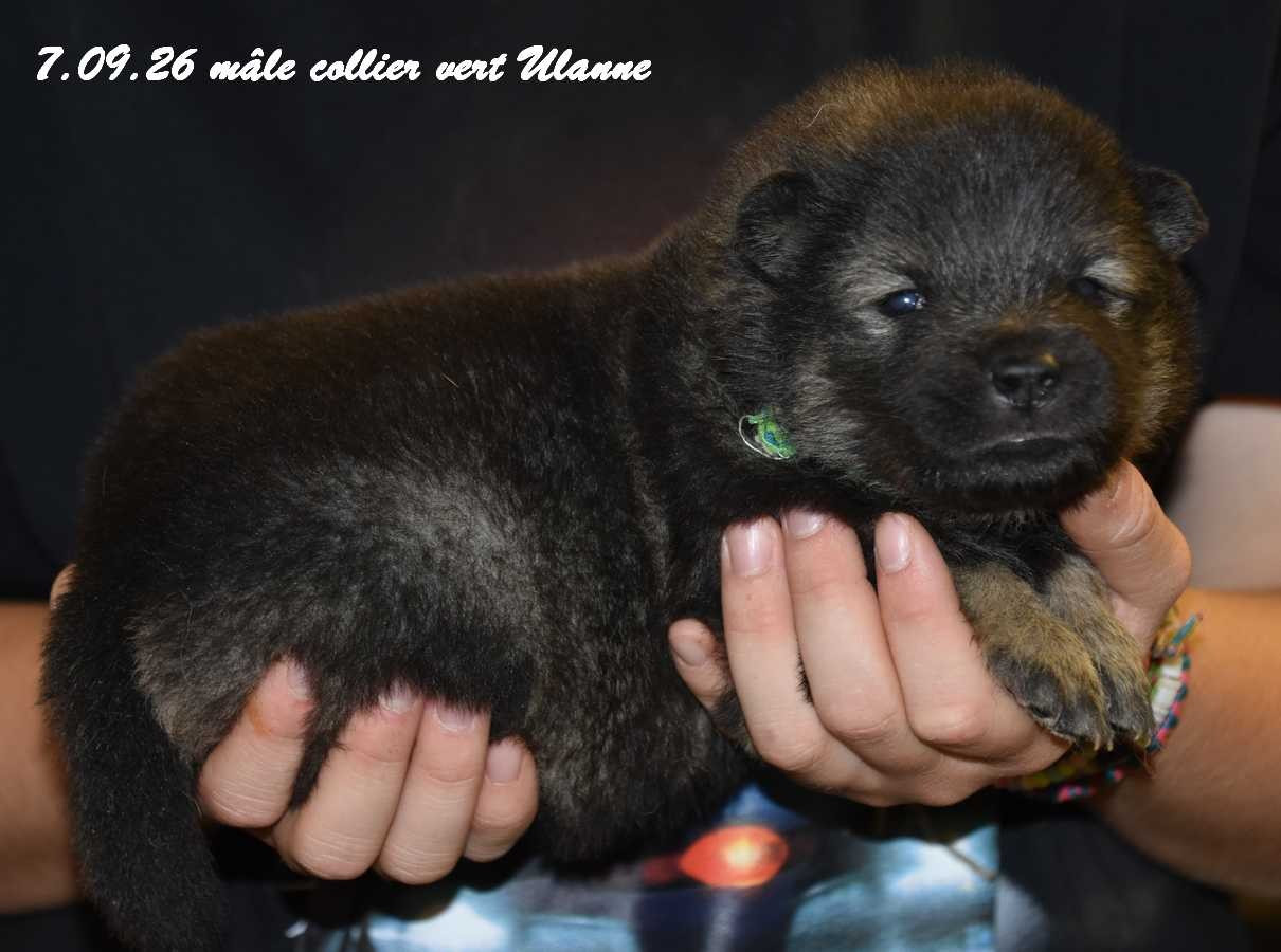 Des crinières de feu - Chiots disponibles - Eurasier
