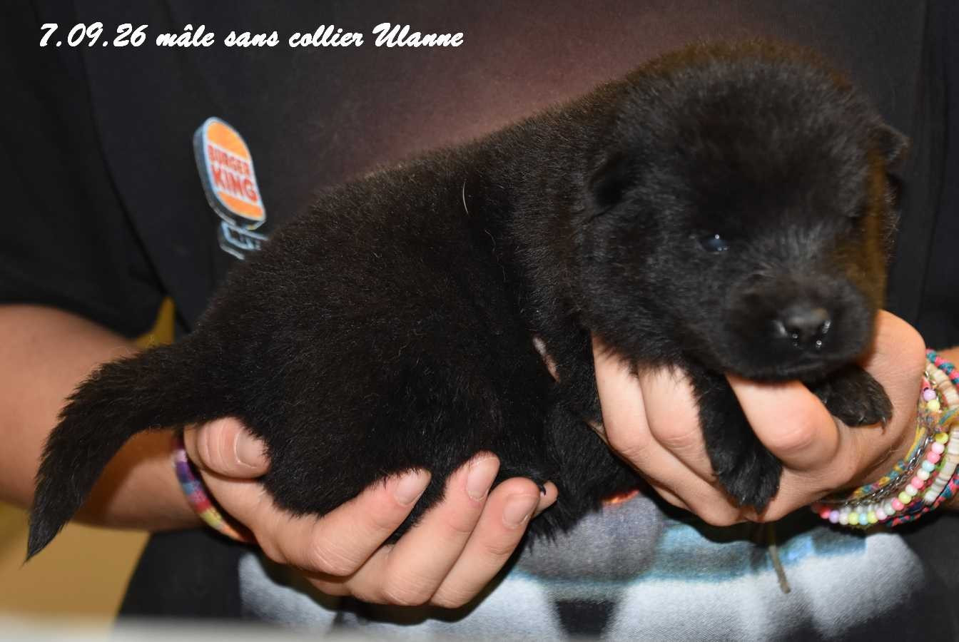 Des crinières de feu - Chiots disponibles - Eurasier