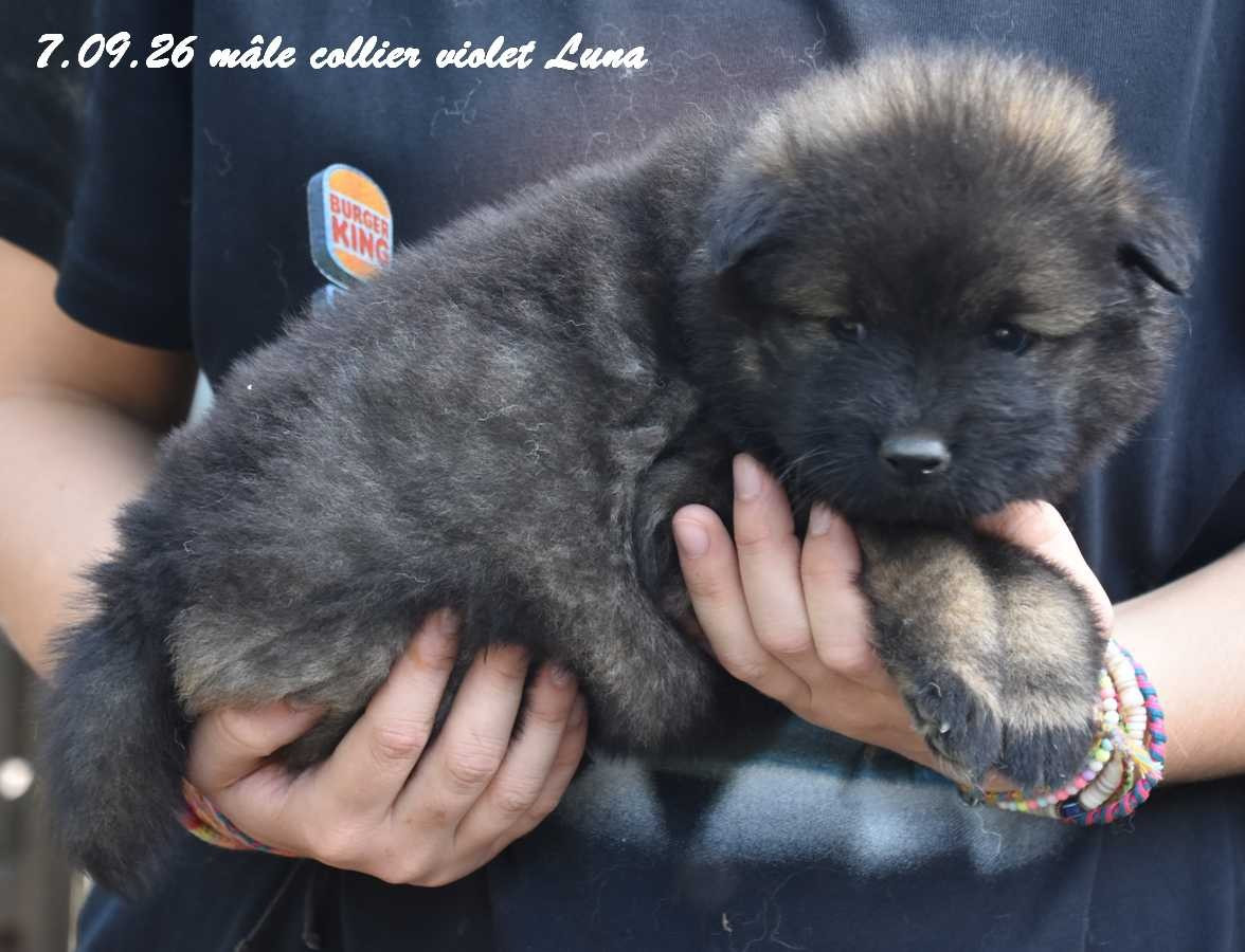 Des crinières de feu - Chiots disponibles - Eurasier