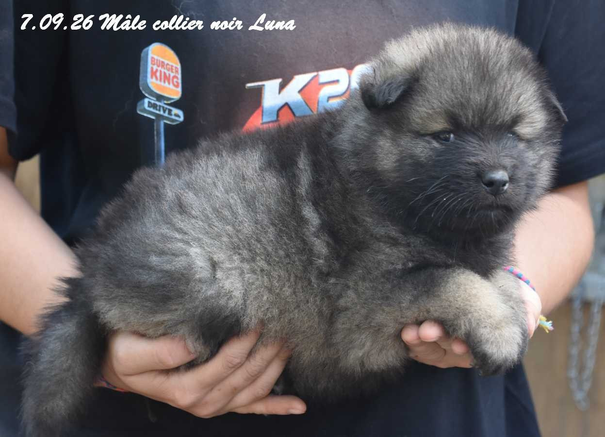 Des crinières de feu - Chiots disponibles - Eurasier