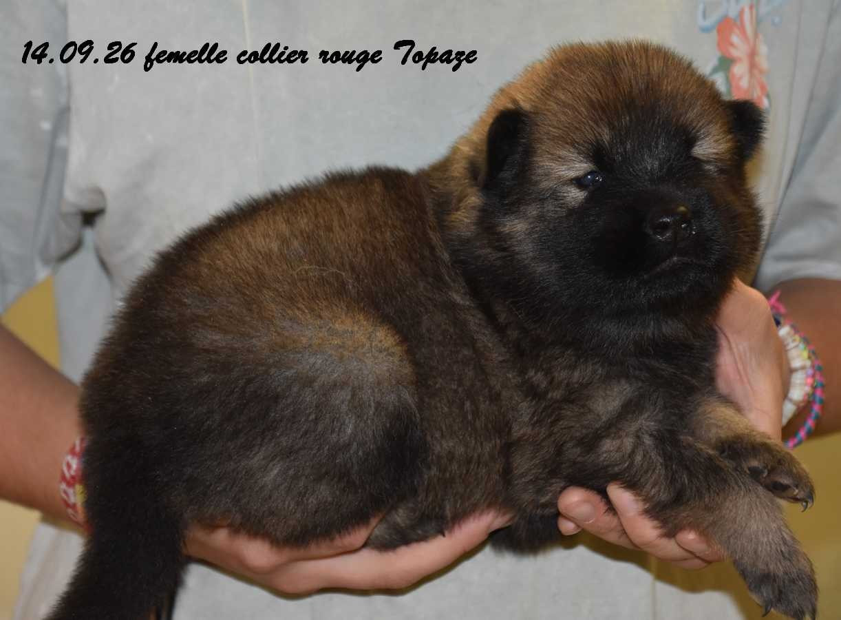 Des crinières de feu - Chiots disponibles - Eurasier