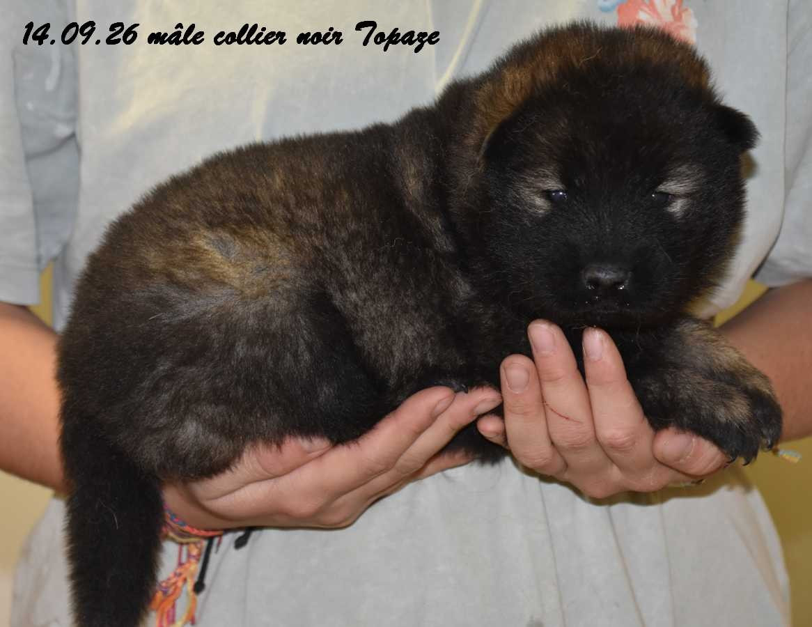 Des crinières de feu - Chiots disponibles - Eurasier