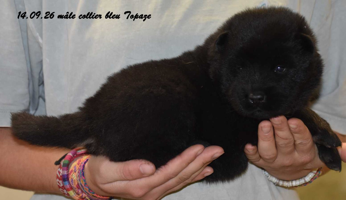 Des crinières de feu - Chiots disponibles - Eurasier