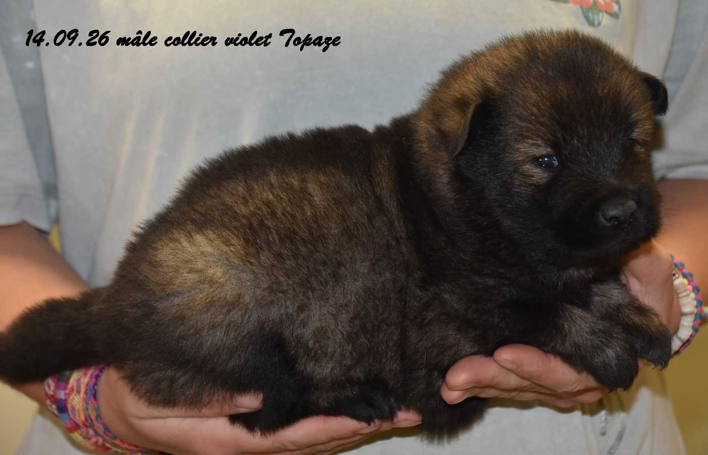 Des crinières de feu - Chiots disponibles - Eurasier