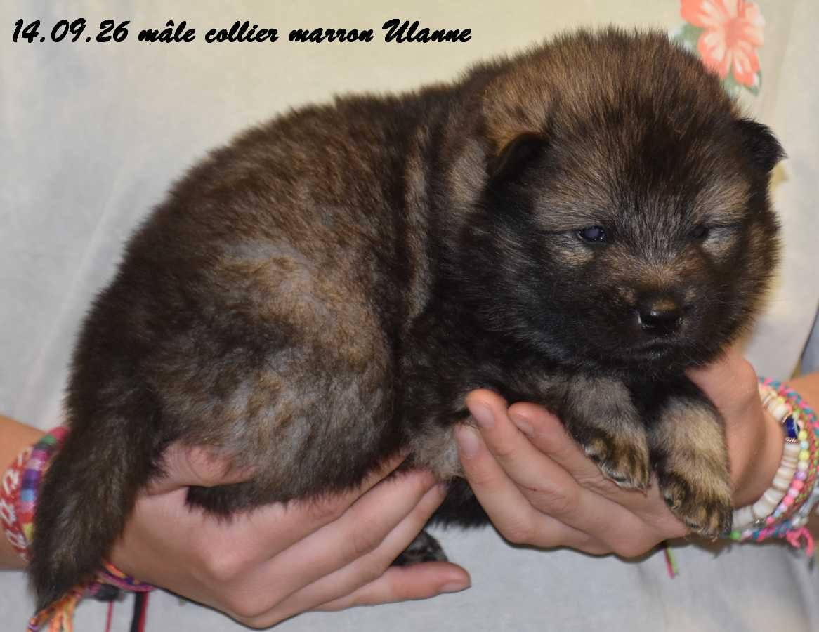 Des crinières de feu - Chiots disponibles - Eurasier