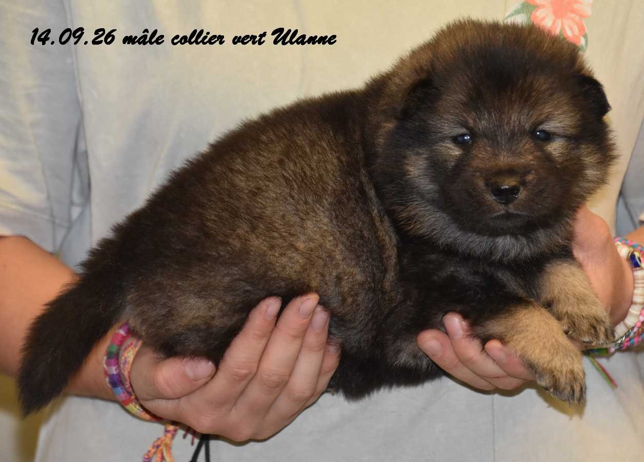 Des crinières de feu - Chiots disponibles - Eurasier