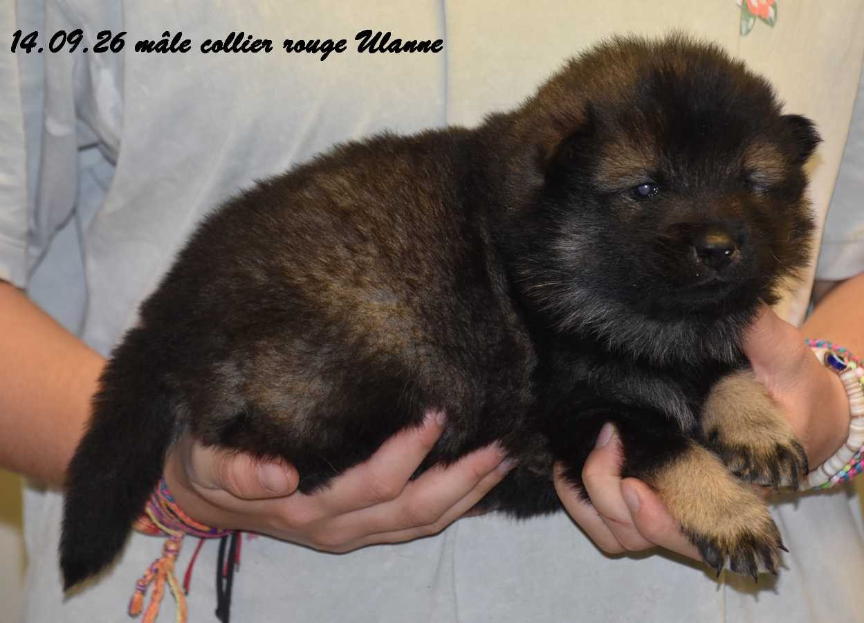Des crinières de feu - Chiots disponibles - Eurasier
