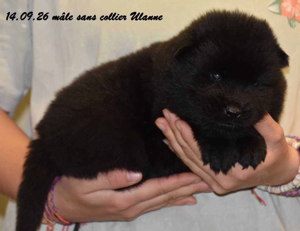Des crinières de feu - Chiots disponibles - Eurasier