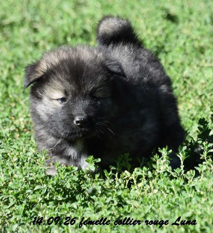 Des crinières de feu - Chiots disponibles - Eurasier