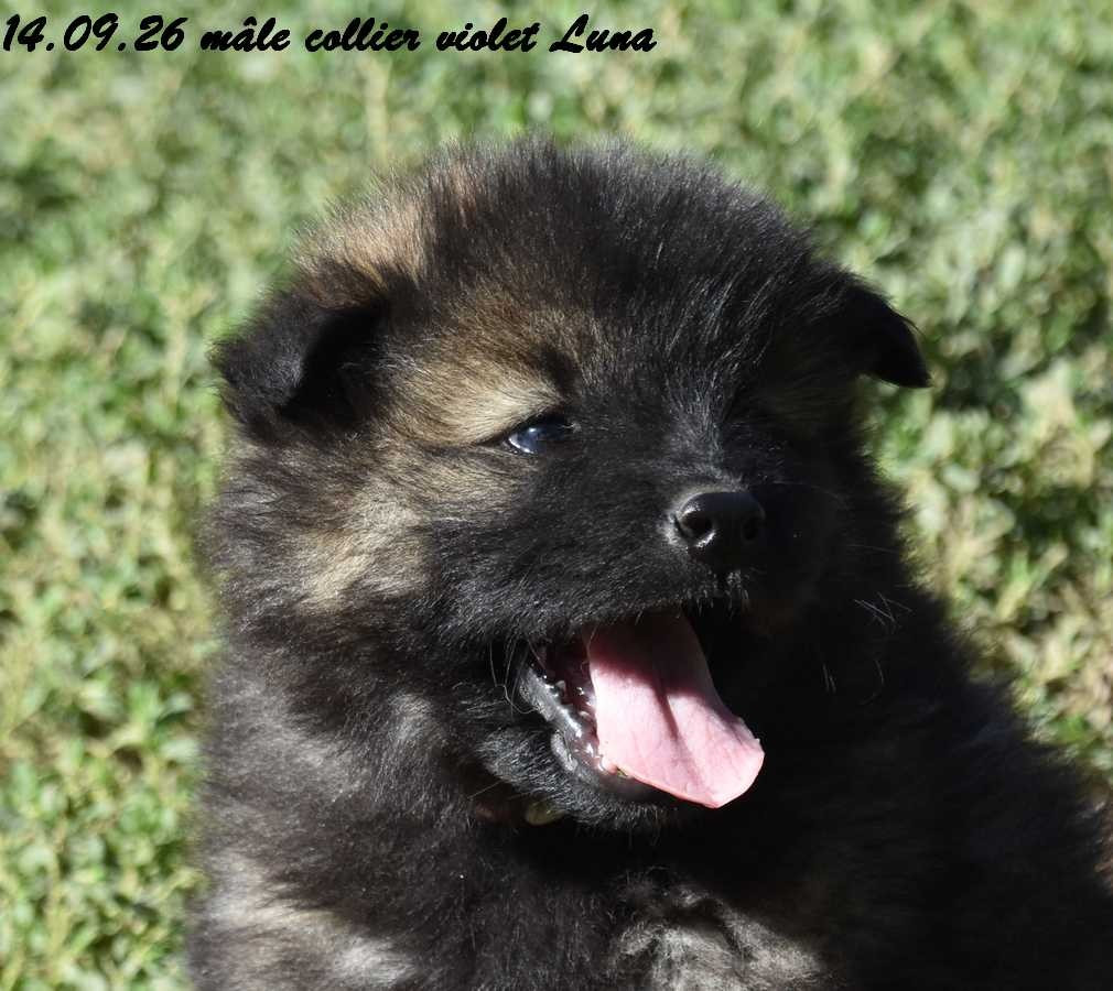 Des crinières de feu - Chiots disponibles - Eurasier