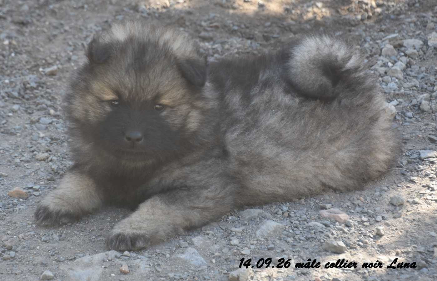 Des crinières de feu - Chiots disponibles - Eurasier