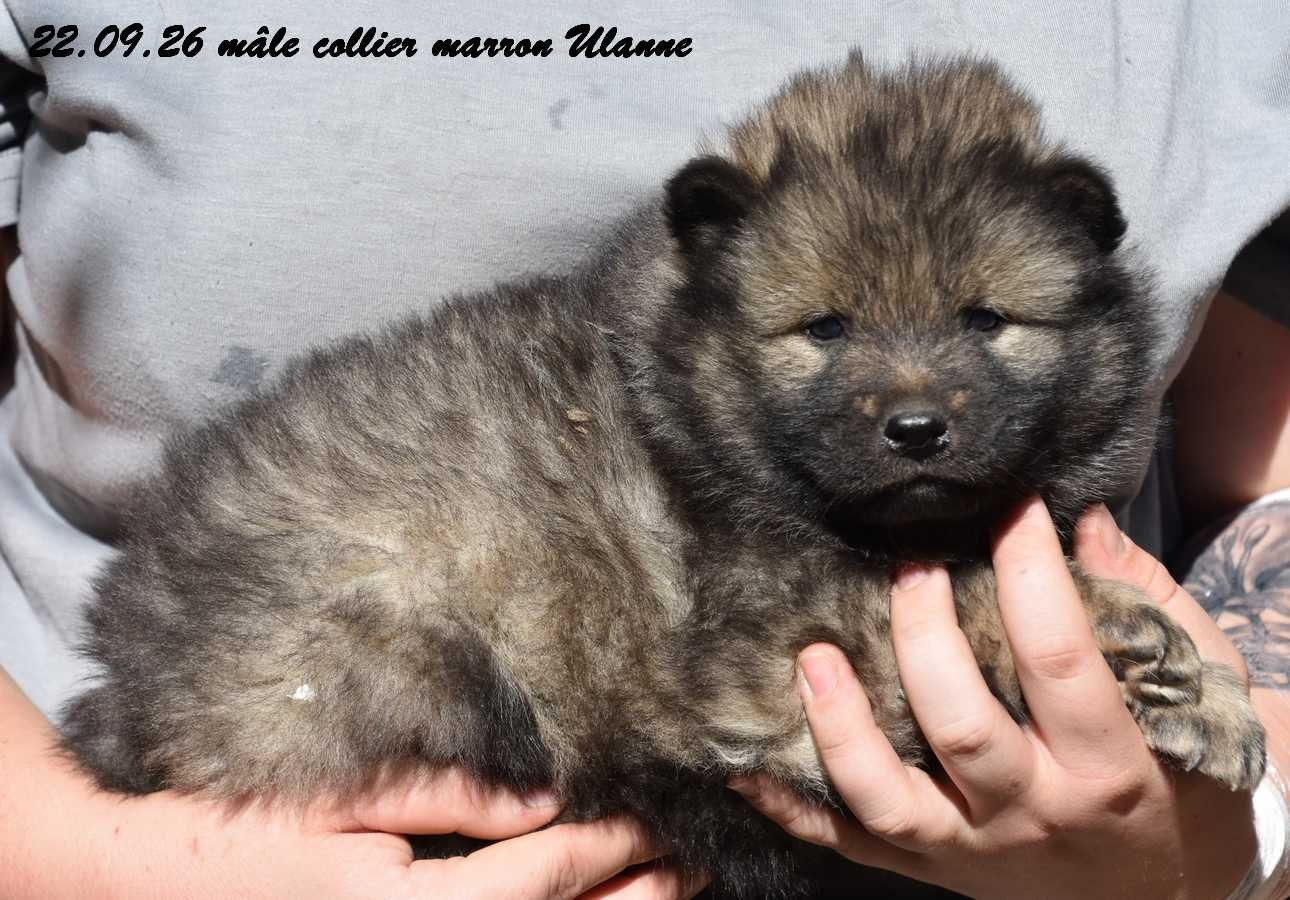 Des crinières de feu - Chiots disponibles - Eurasier