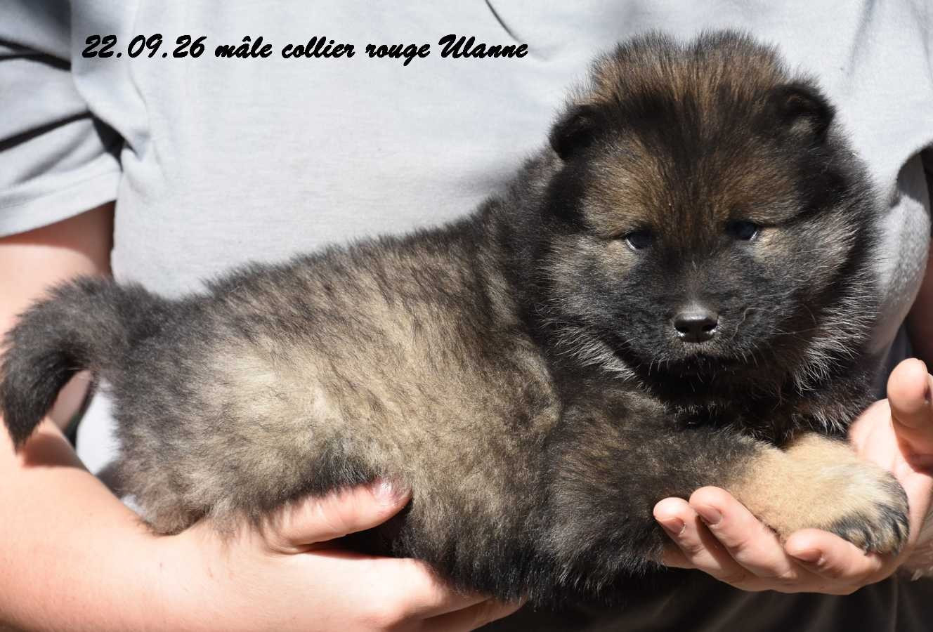 Des crinières de feu - Chiots disponibles - Eurasier