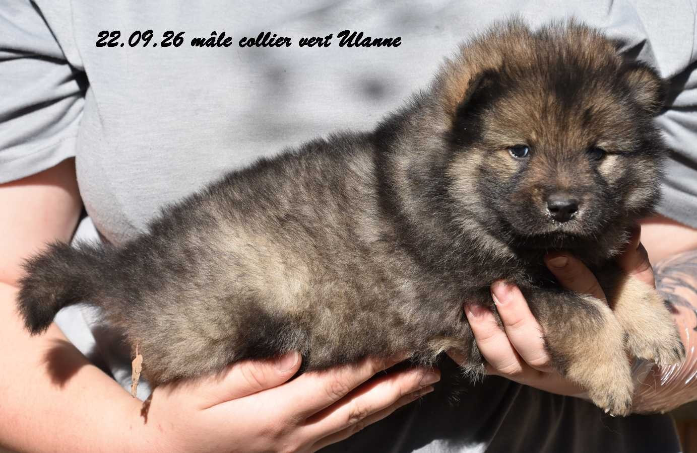 Des crinières de feu - Chiots disponibles - Eurasier
