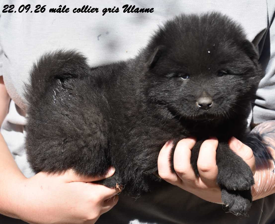 Des crinières de feu - Chiots disponibles - Eurasier