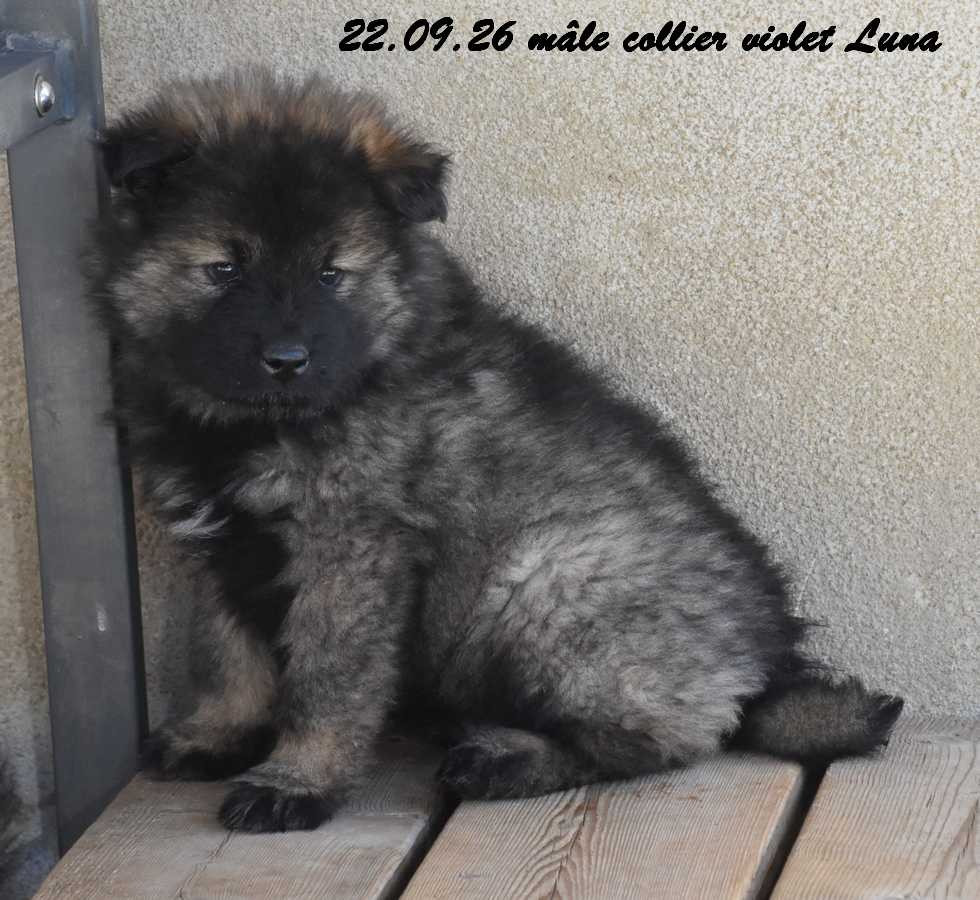 Des crinières de feu - Chiots disponibles - Eurasier