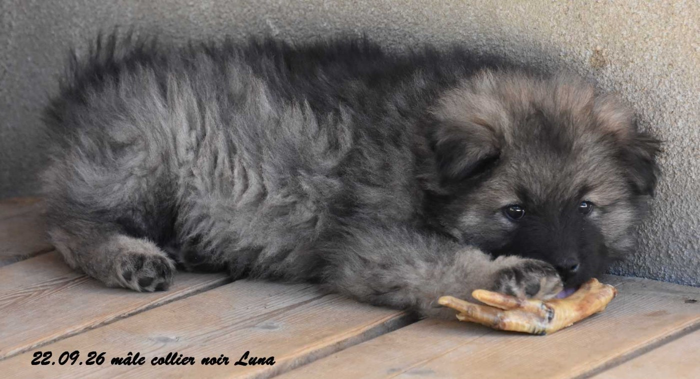 Des crinières de feu - Chiots disponibles - Eurasier