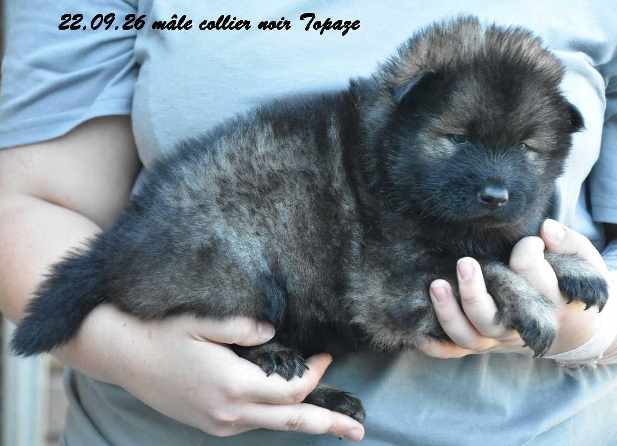 Des crinières de feu - Chiots disponibles - Eurasier