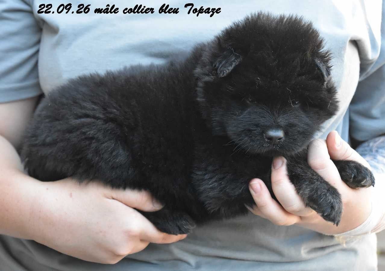 Des crinières de feu - Chiots disponibles - Eurasier