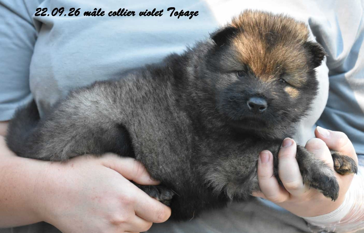 Des crinières de feu - Chiots disponibles - Eurasier