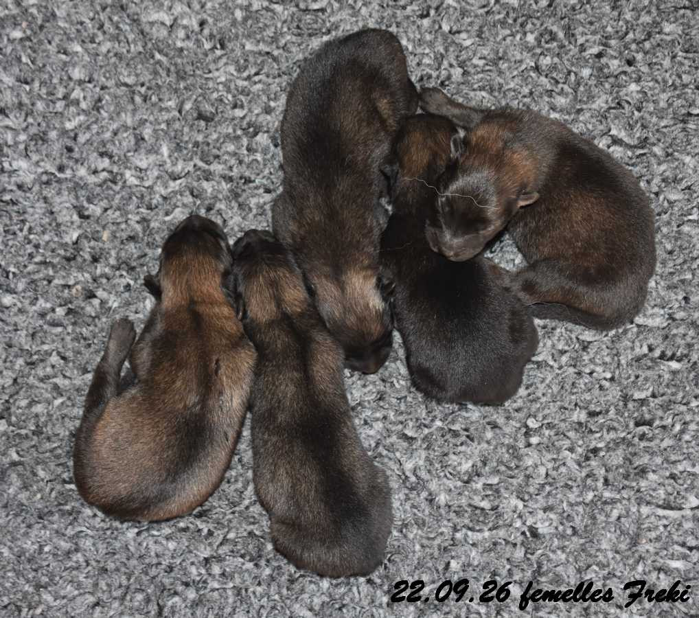 Des crinières de feu - Chiots disponibles - Eurasier