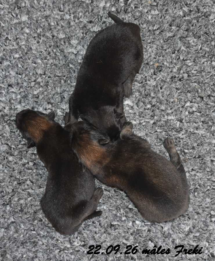 Des crinières de feu - Chiots disponibles - Eurasier