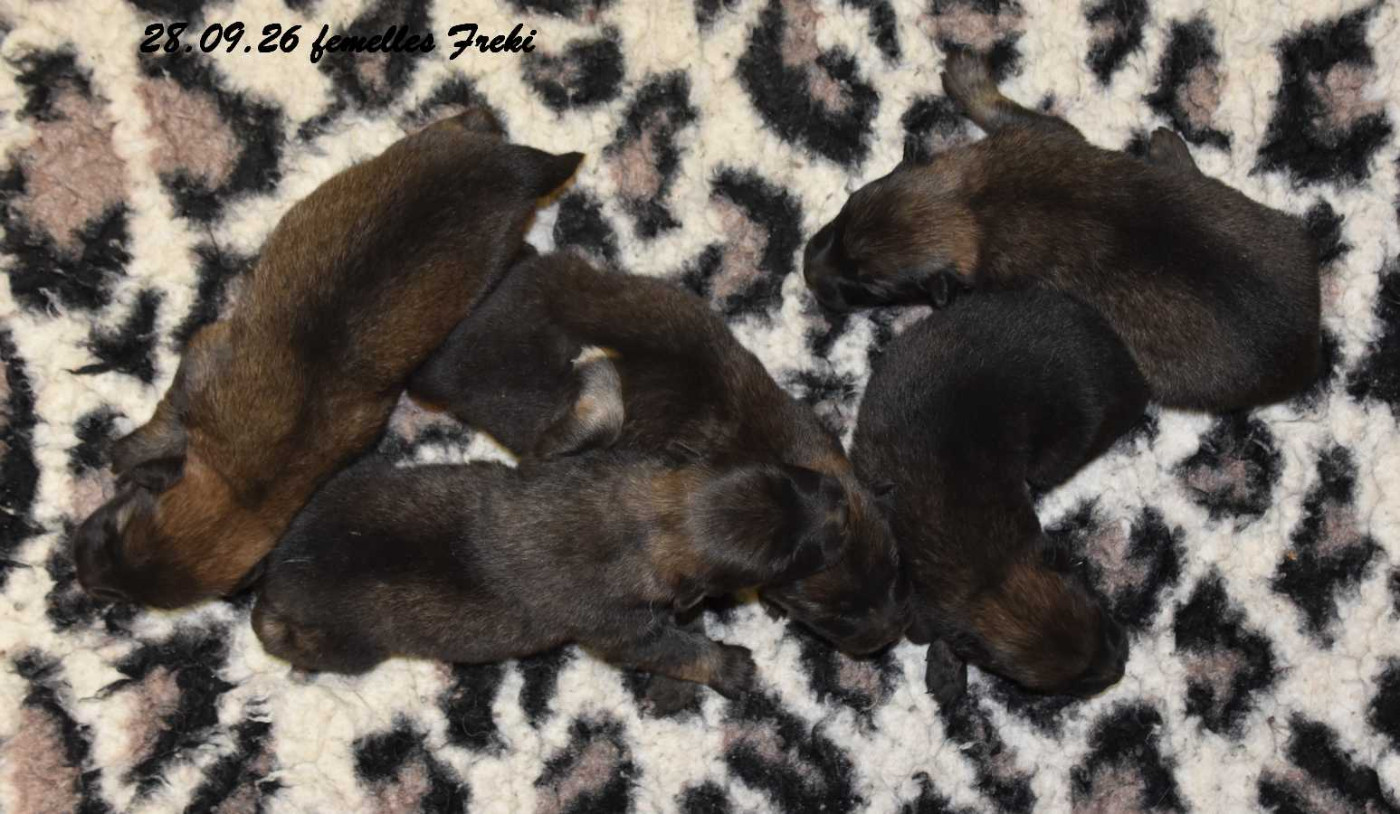Des crinières de feu - Chiots disponibles - Eurasier