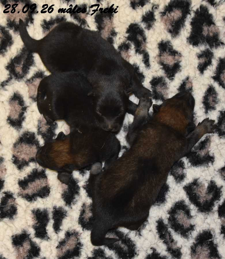 Des crinières de feu - Chiots disponibles - Eurasier