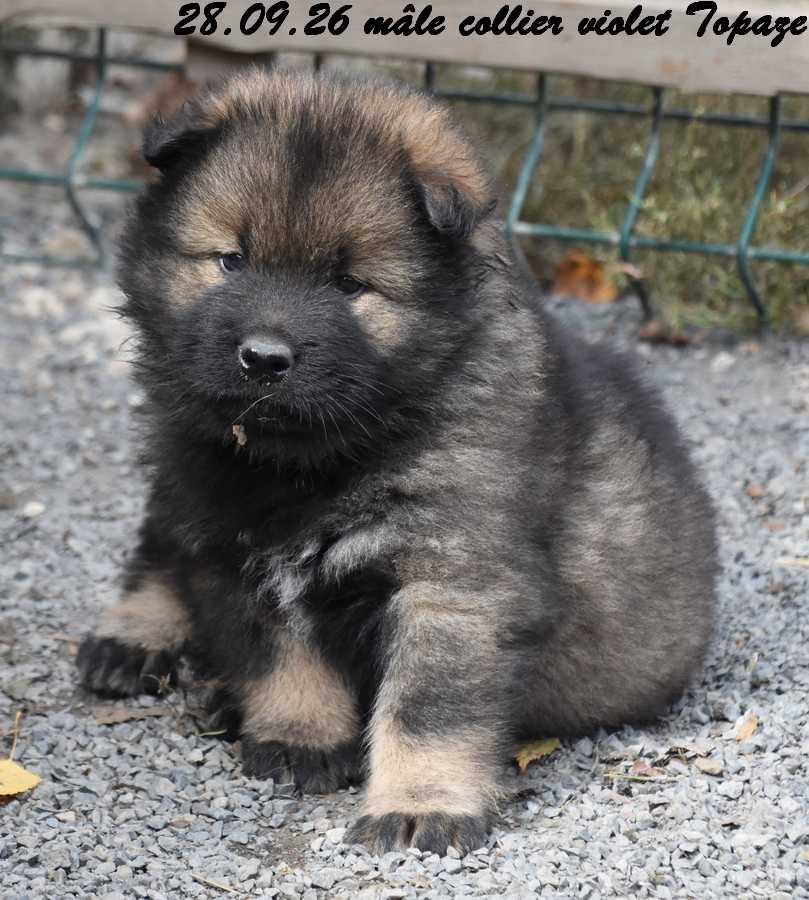 Des crinières de feu - Chiots disponibles - Eurasier