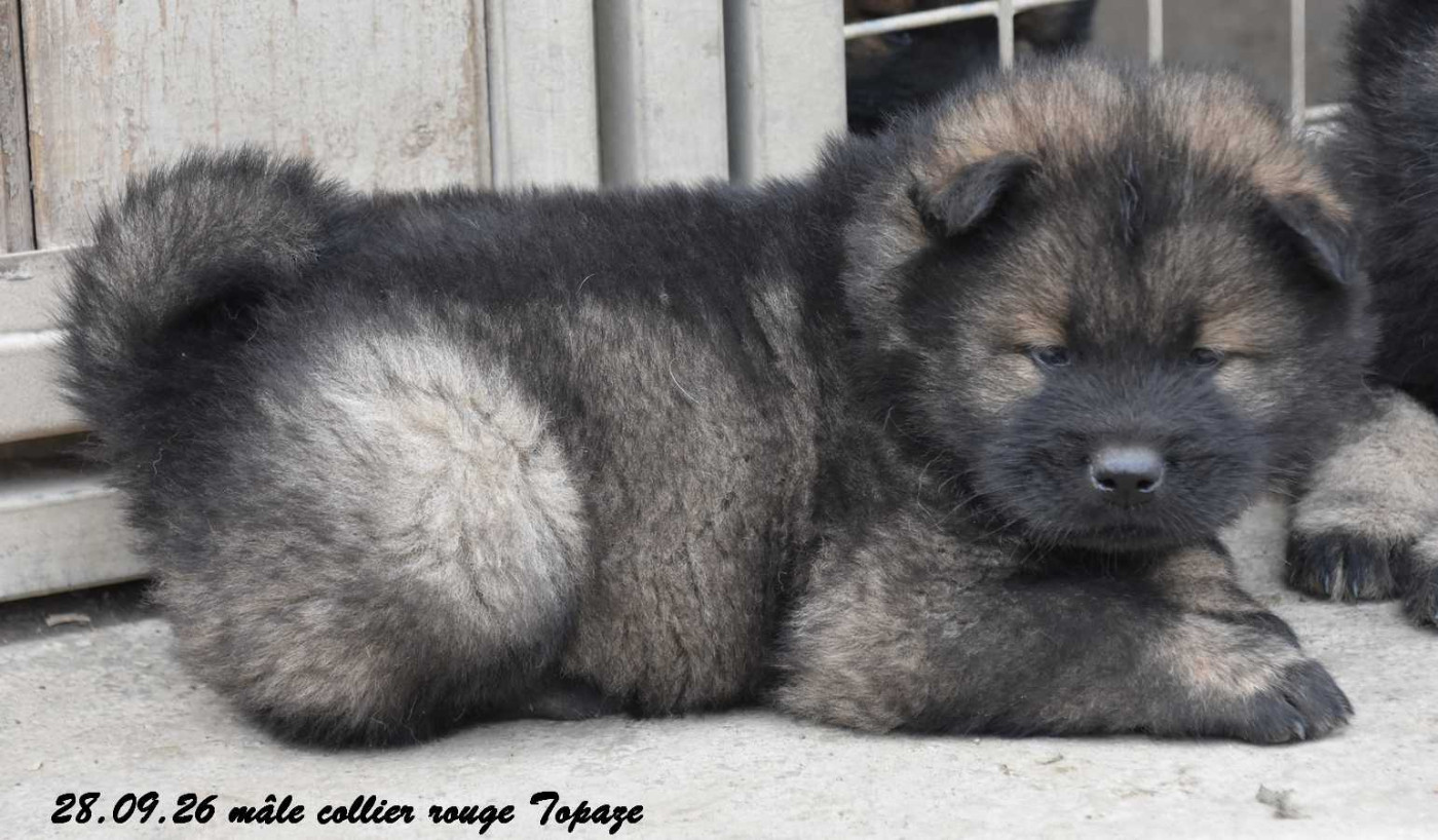 Des crinières de feu - Chiots disponibles - Eurasier
