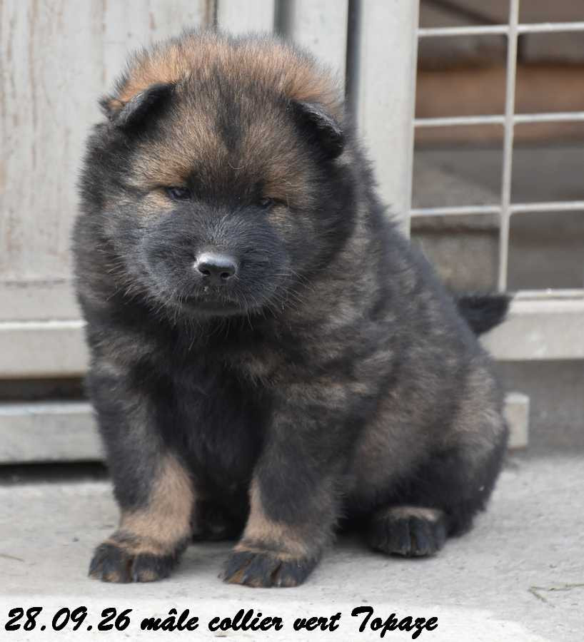 Des crinières de feu - Chiots disponibles - Eurasier