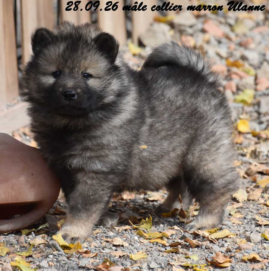 Des crinières de feu - Chiots disponibles - Eurasier