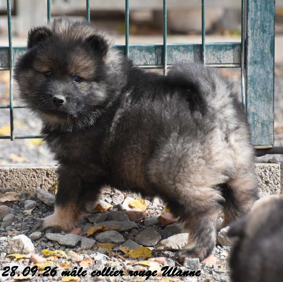 Des crinières de feu - Chiots disponibles - Eurasier