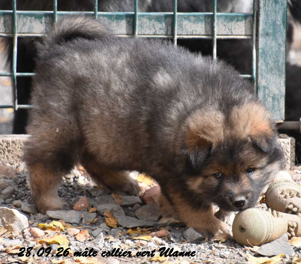 Des crinières de feu - Chiots disponibles - Eurasier