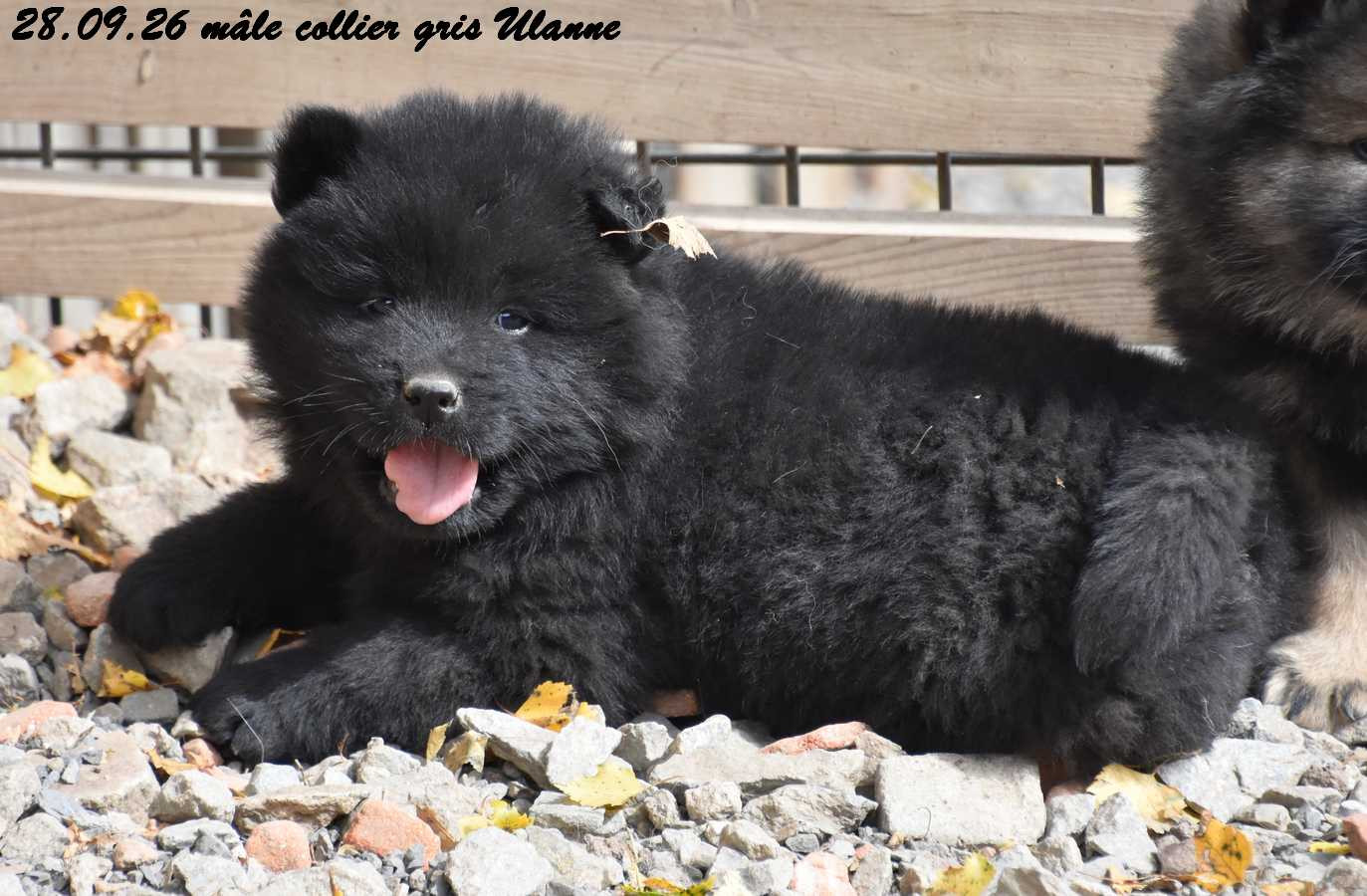 Des crinières de feu - Chiots disponibles - Eurasier