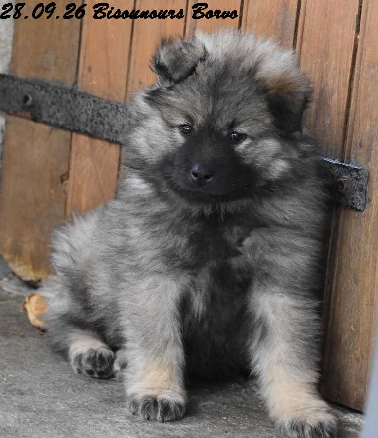 Des crinières de feu - Chiots disponibles - Eurasier