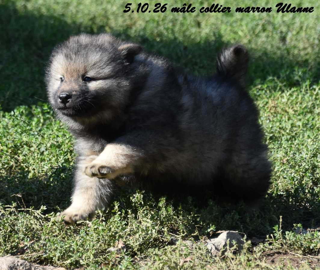 Des crinières de feu - Chiots disponibles - Eurasier