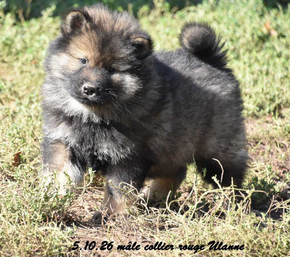 Des crinières de feu - Chiots disponibles - Eurasier