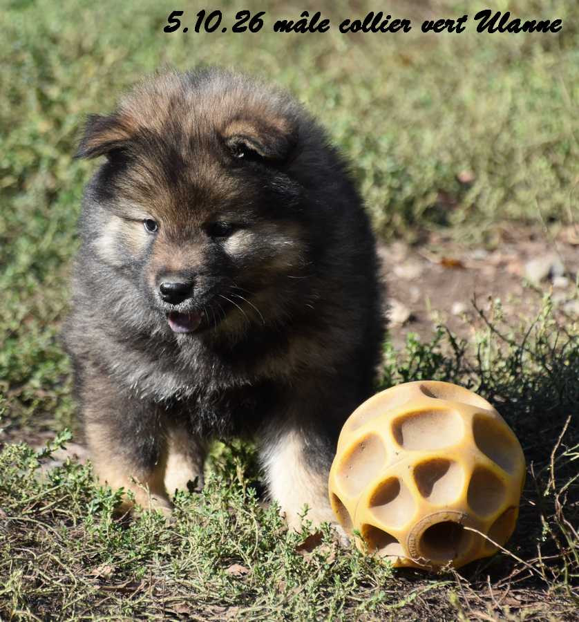 Des crinières de feu - Chiots disponibles - Eurasier