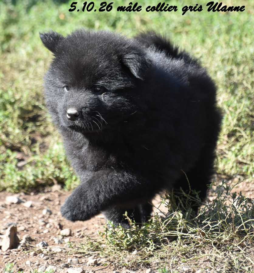 Des crinières de feu - Chiots disponibles - Eurasier