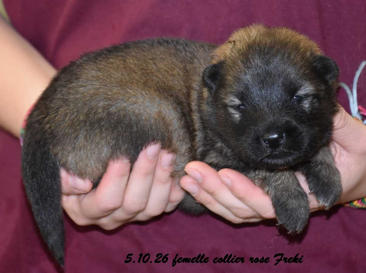 Des crinières de feu - Chiots disponibles - Eurasier