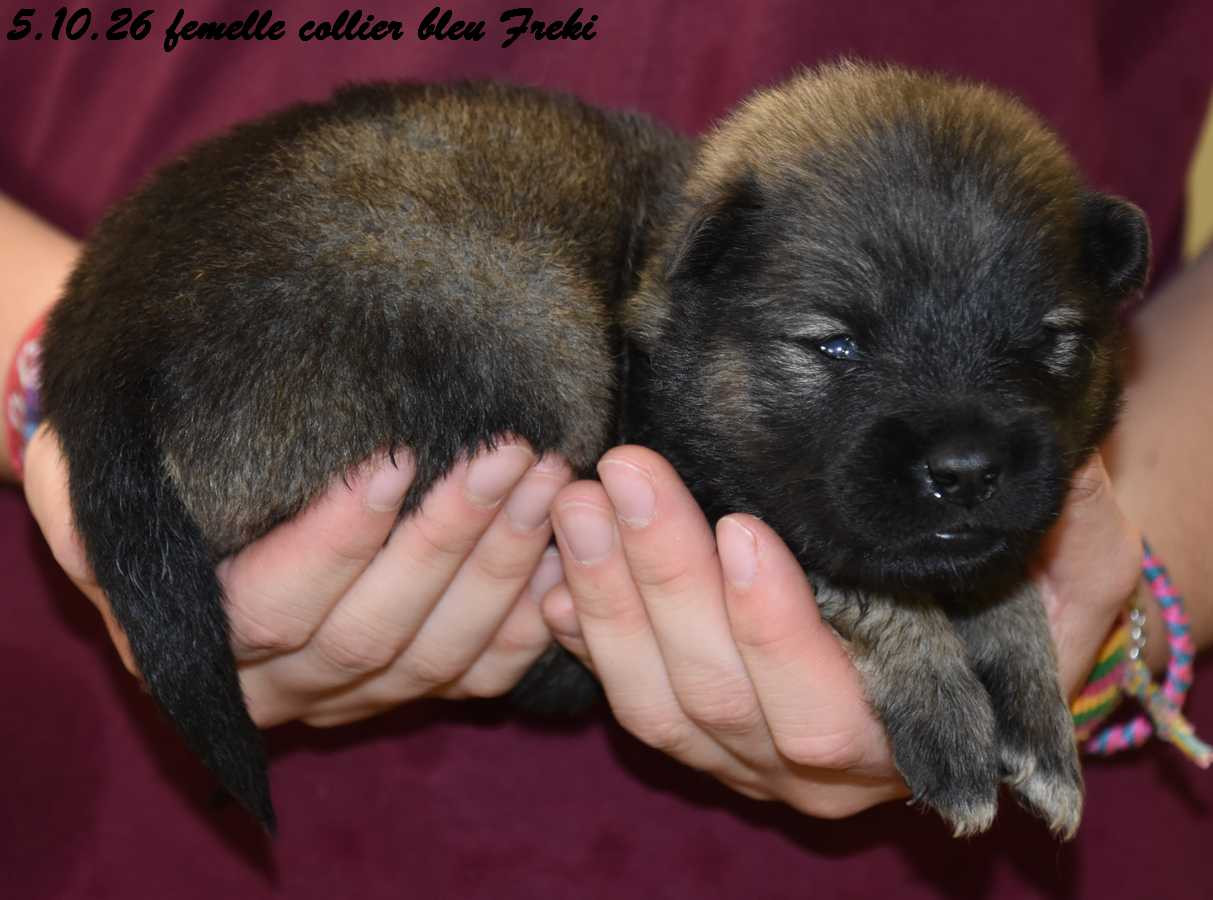 Des crinières de feu - Chiots disponibles - Eurasier