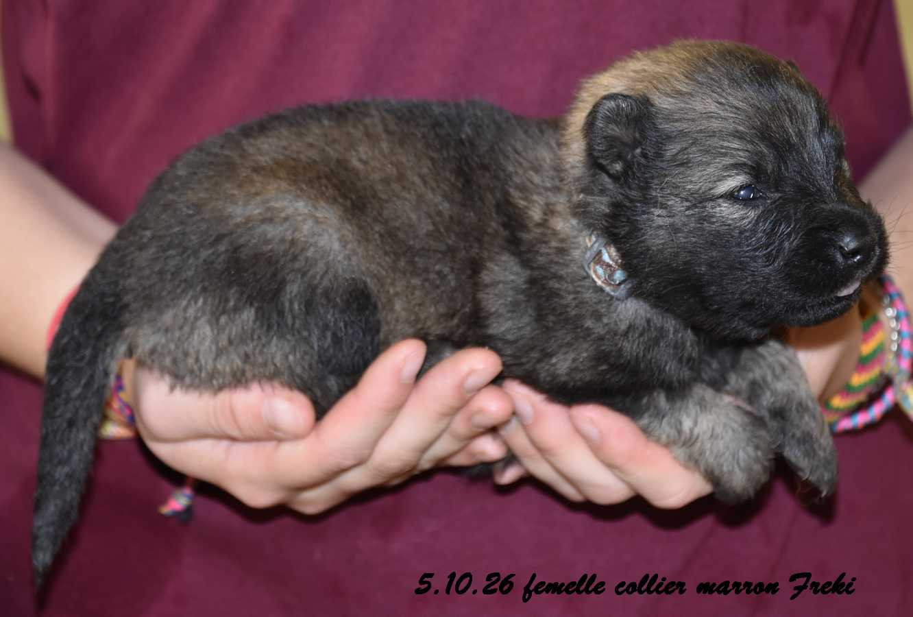 Des crinières de feu - Chiots disponibles - Eurasier