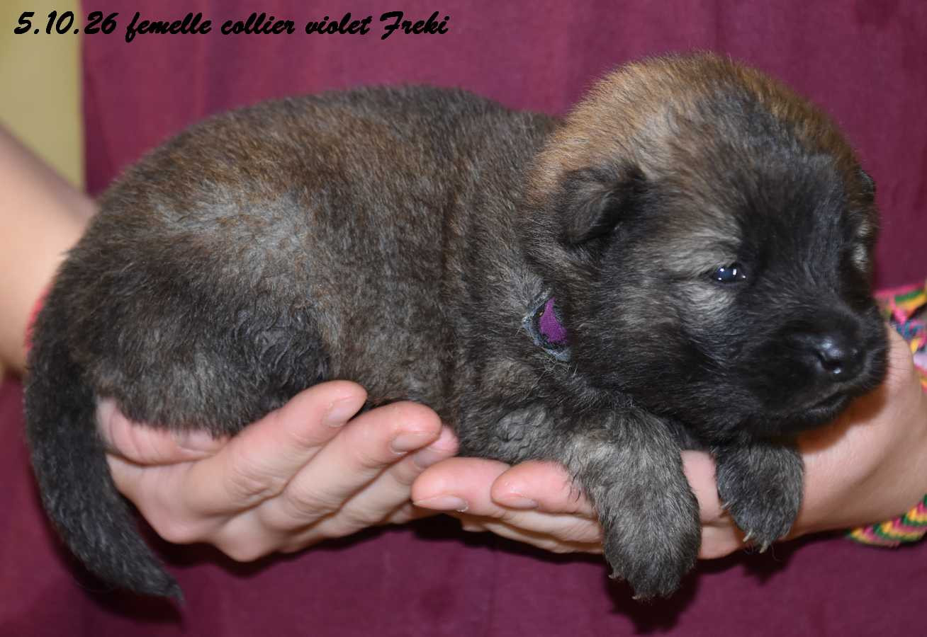Des crinières de feu - Chiots disponibles - Eurasier