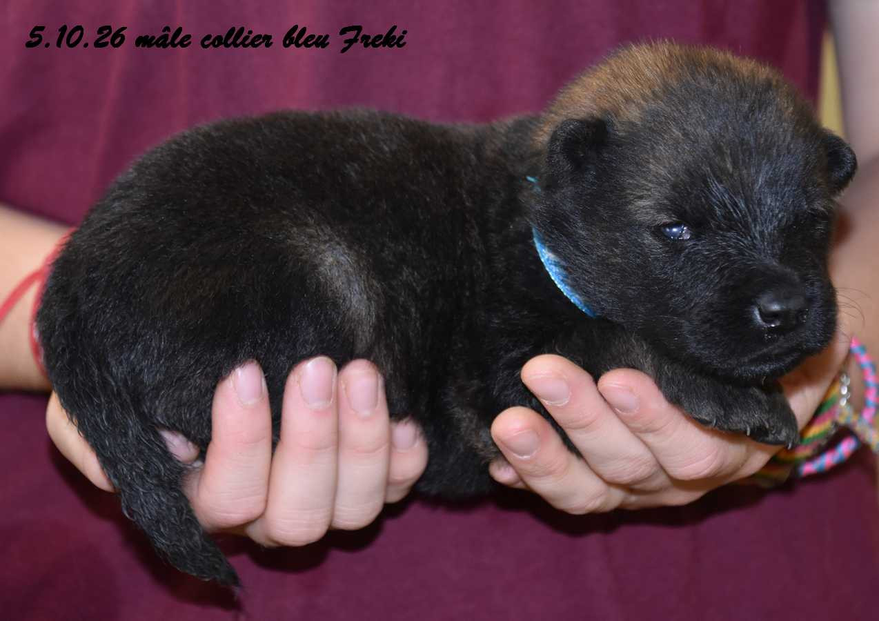 Des crinières de feu - Chiots disponibles - Eurasier