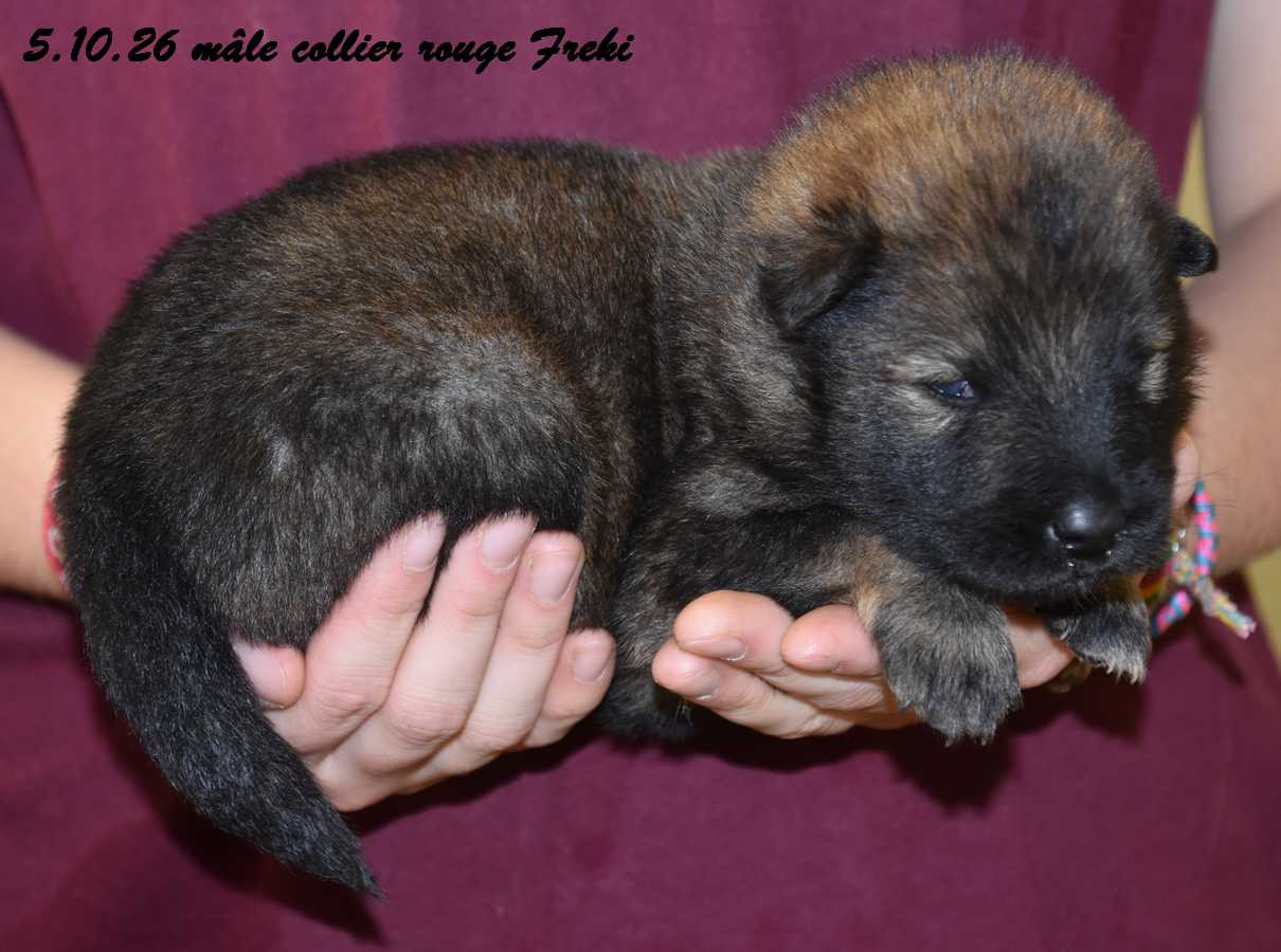 Des crinières de feu - Chiots disponibles - Eurasier