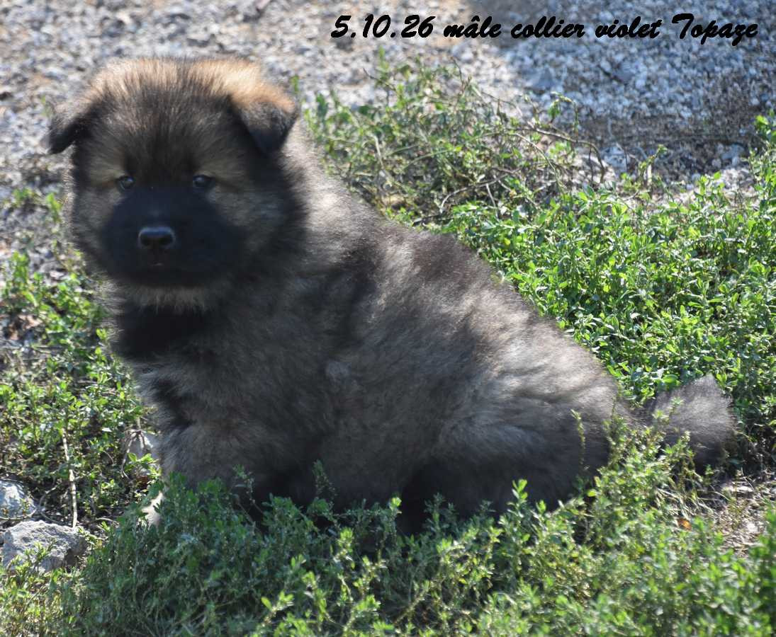 Des crinières de feu - Chiots disponibles - Eurasier
