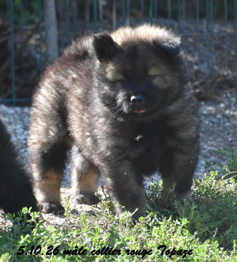 Des crinières de feu - Chiots disponibles - Eurasier